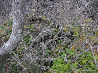 otta Pisciteddu-03-03-2013 12-13-38